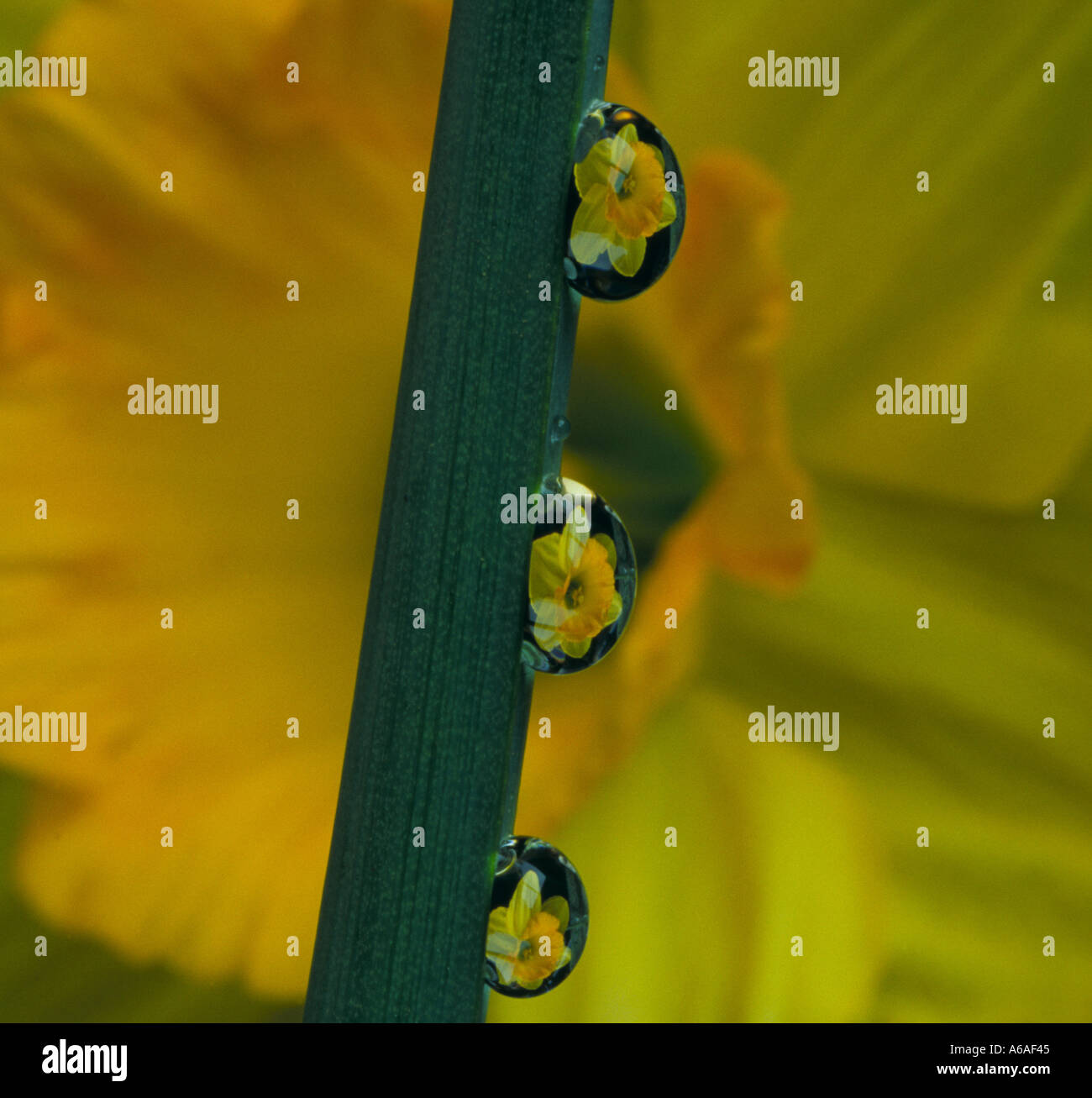 Daffodil and water drop reflections Stock Photo Alamy