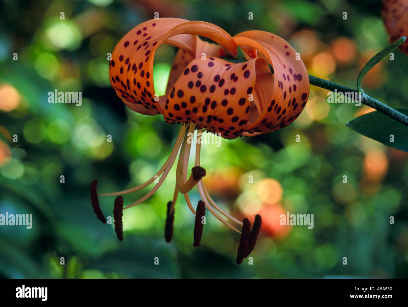 Tiger lily lilium tigrinum hires stock photography and images Alamy