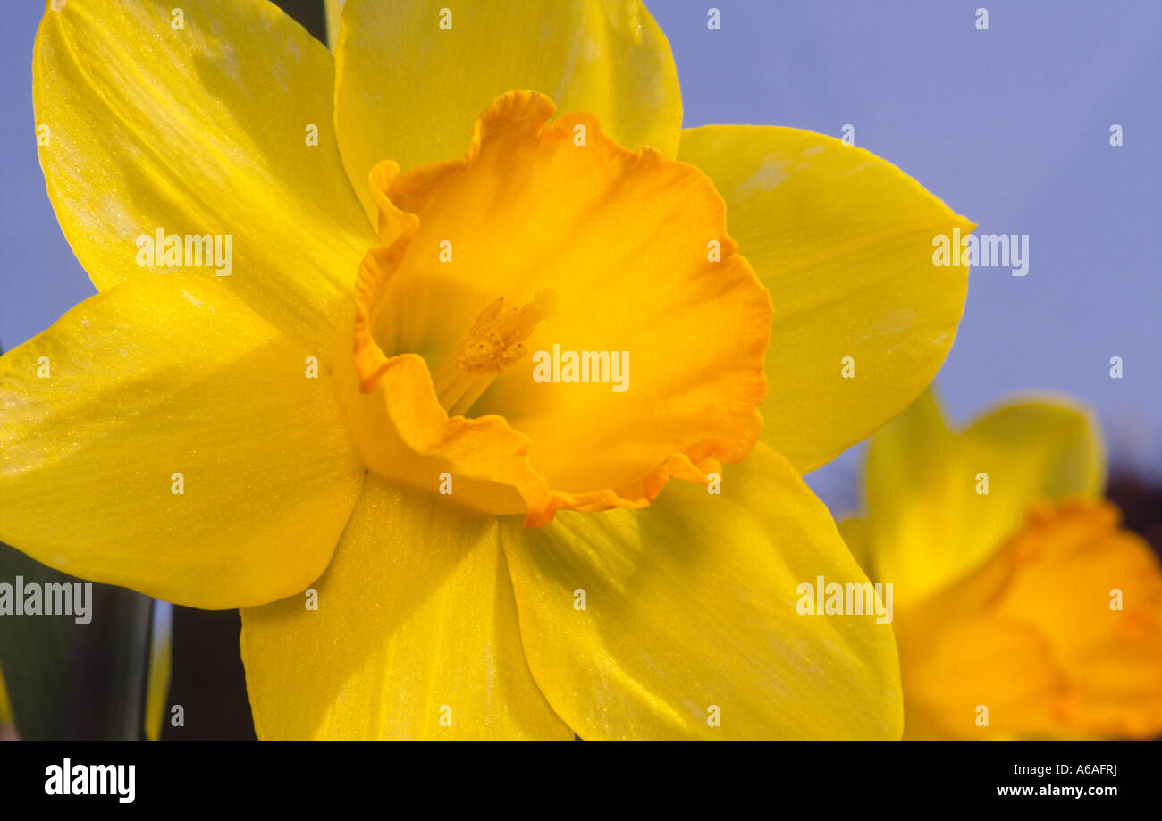 The national emblem of Wales the daffodils Stock Photo Alamy