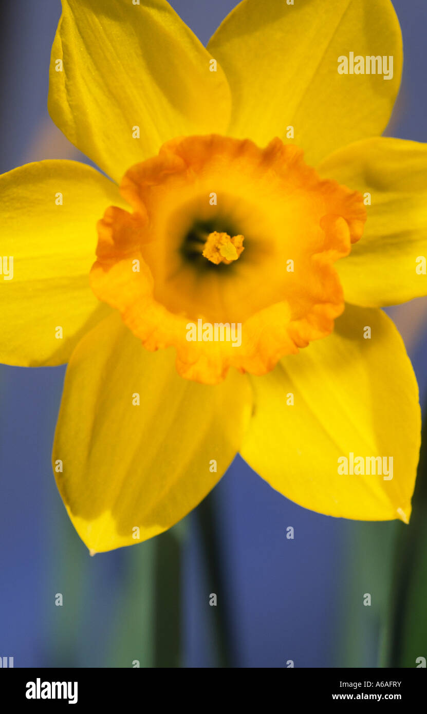 Spring colour in the garden daffodils narcissus fortune Scotland UK Stock Photo