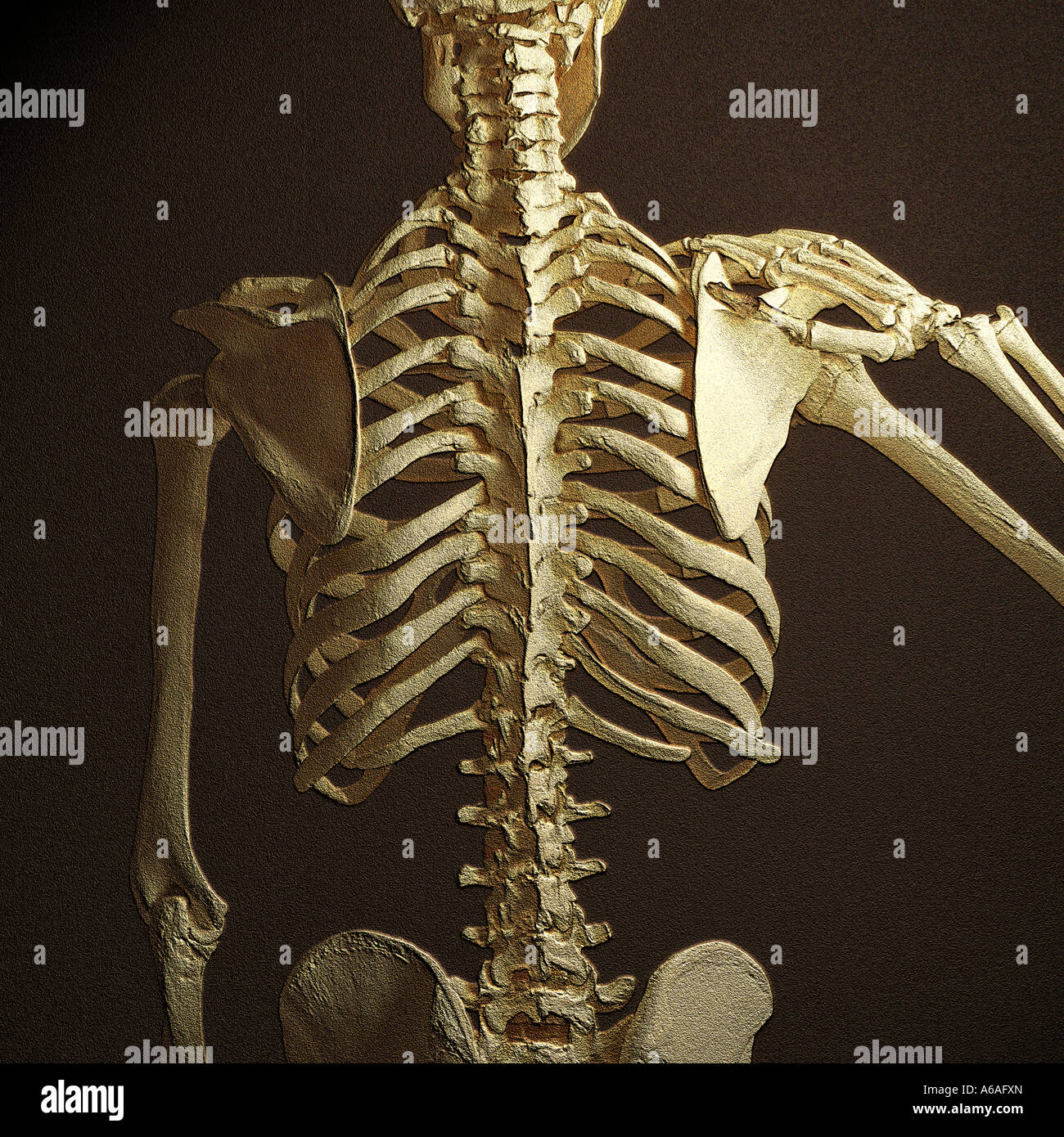Skeleton Showing Ribs Backbone Stock Photos & Skeleton ...
