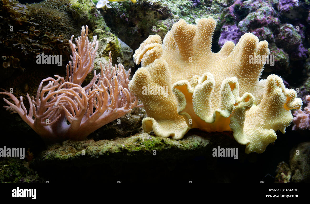 Coral Stock Photo