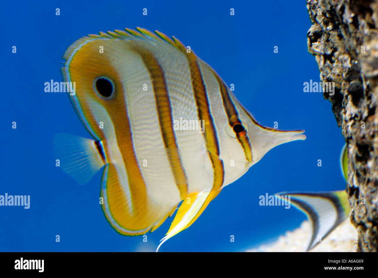 Sea Fish Long Nose Stock Photos & Sea Fish Long Nose Stock Images - Alamy