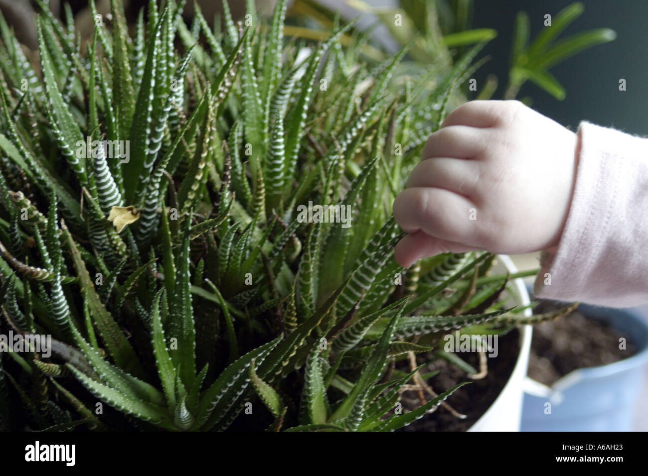 toddler hand investigating the texture of a succulent in container Stock Photo