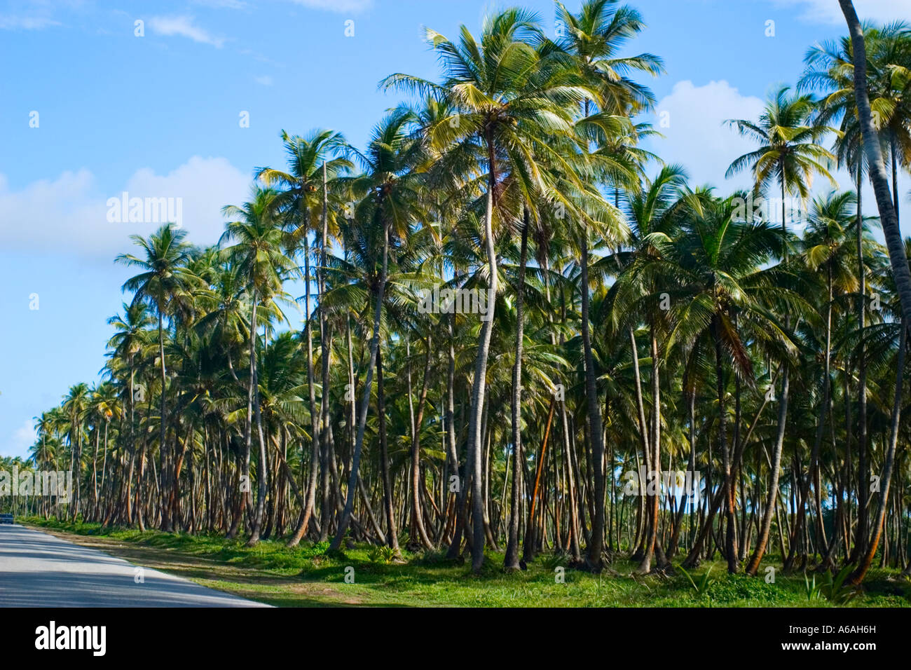 Manzanilla Bay Palms Trinidad Trinidad And Tobago Caribbean Stock manzanilla-bay-palms-trinidad-trinidad-and-tobago-caribbean-stock