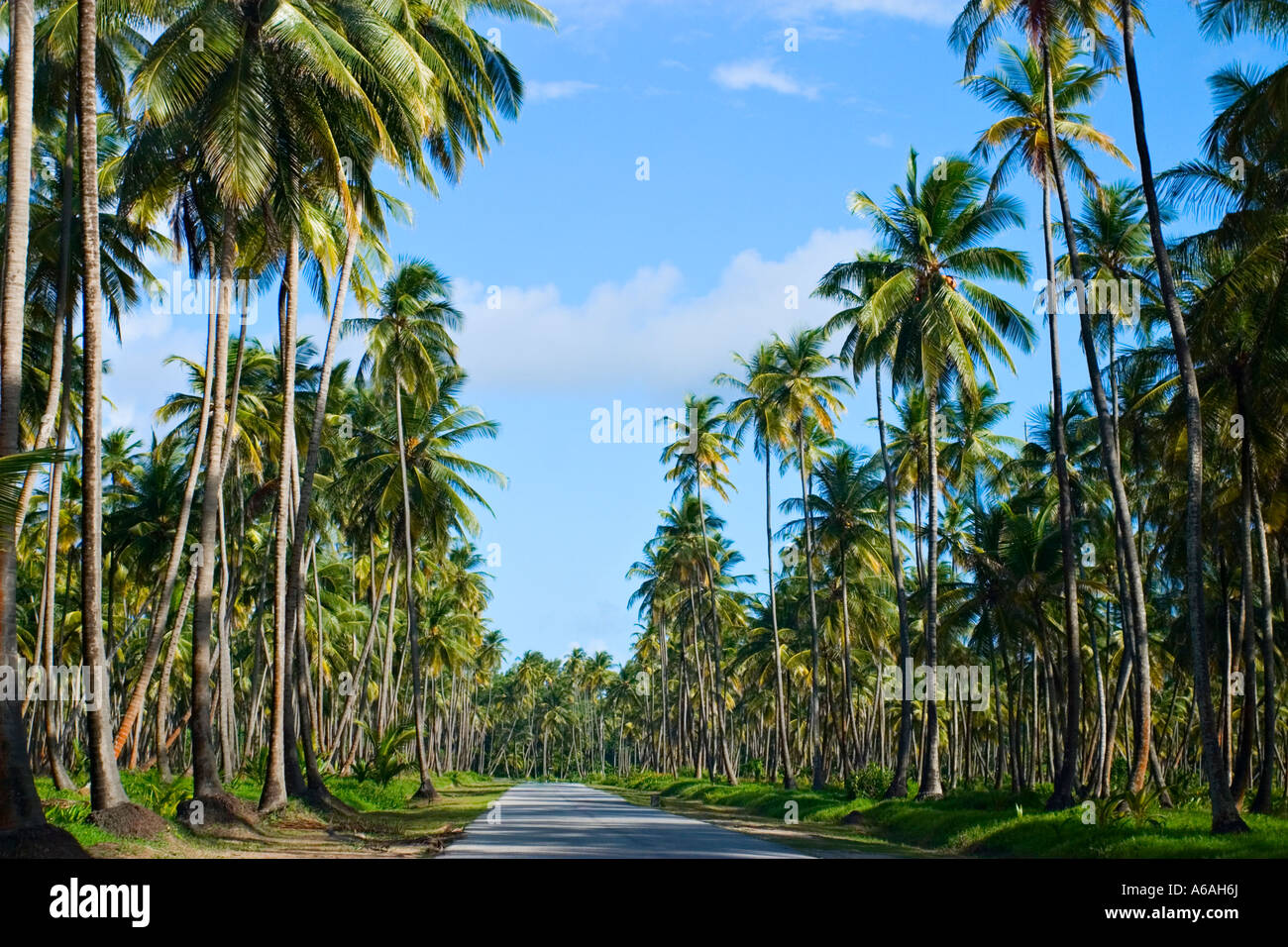 manzanilla-bay-palms-trinidad-trinidad-and-tobago-carribean-stock