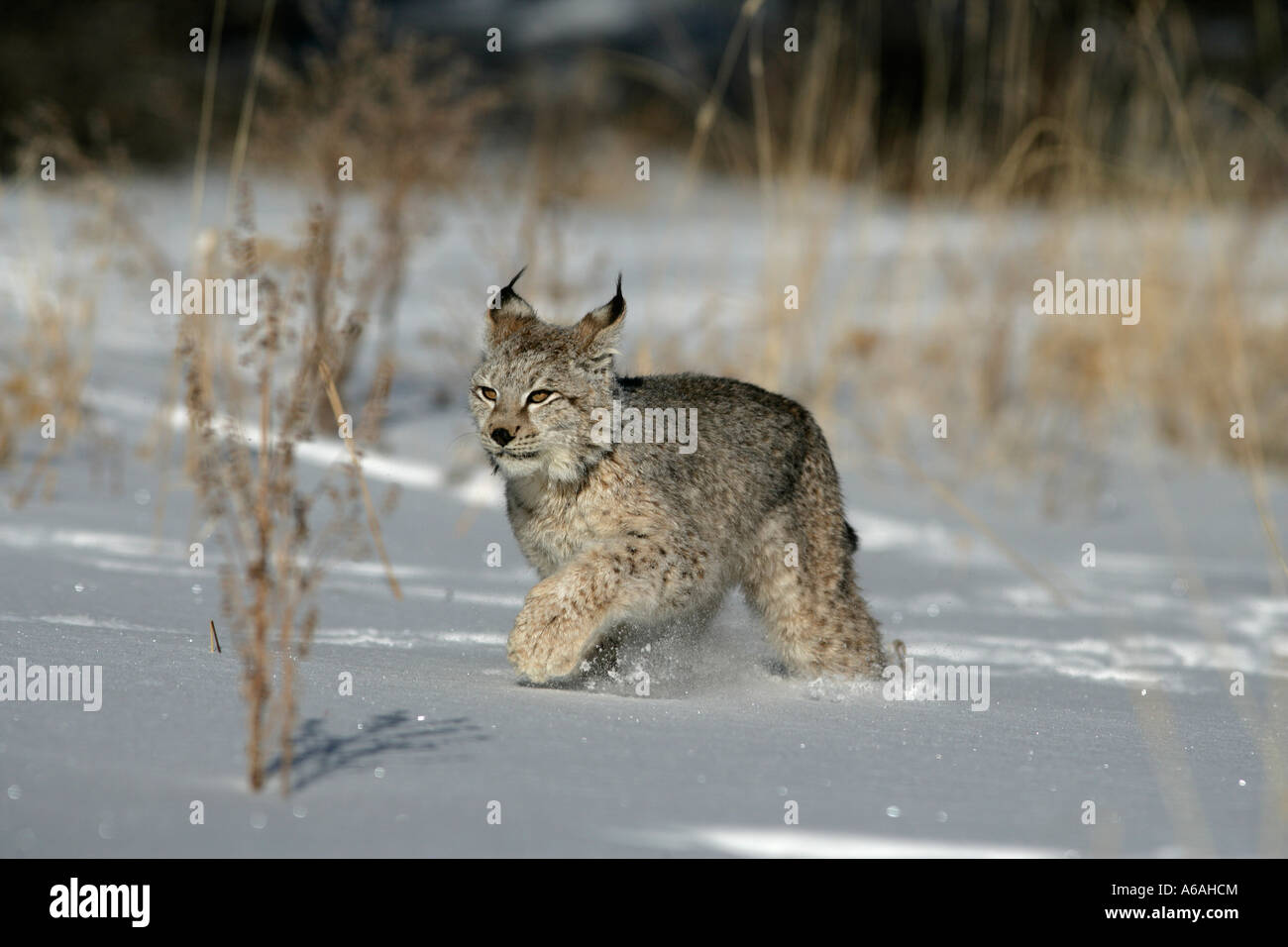 Siberian lynx Lynx lynx Stock Photo