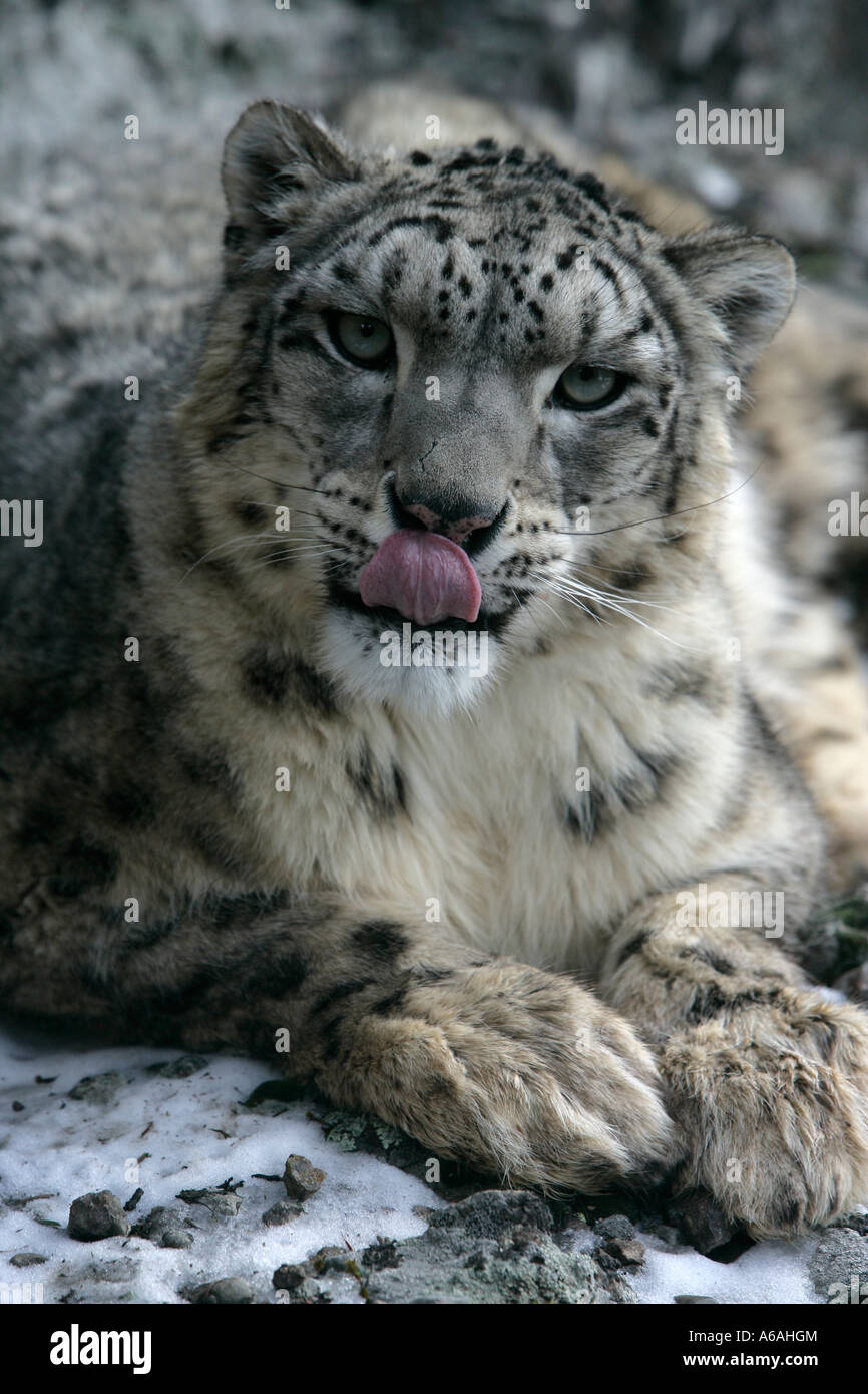 Snow leopard Uncia uncia Stock Photo