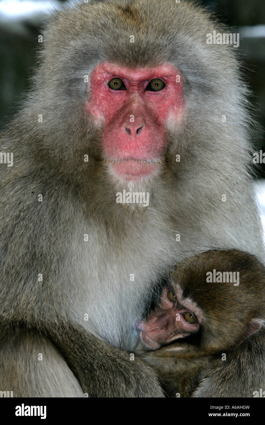 Japanese macaque or snow monkey Macaca fuscata Japan Stock Photo