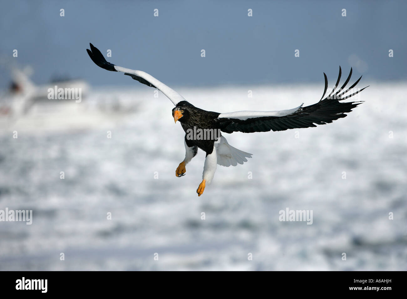 Steller's sea eagle Haliaeetus pelagicus Japan Stock Photo