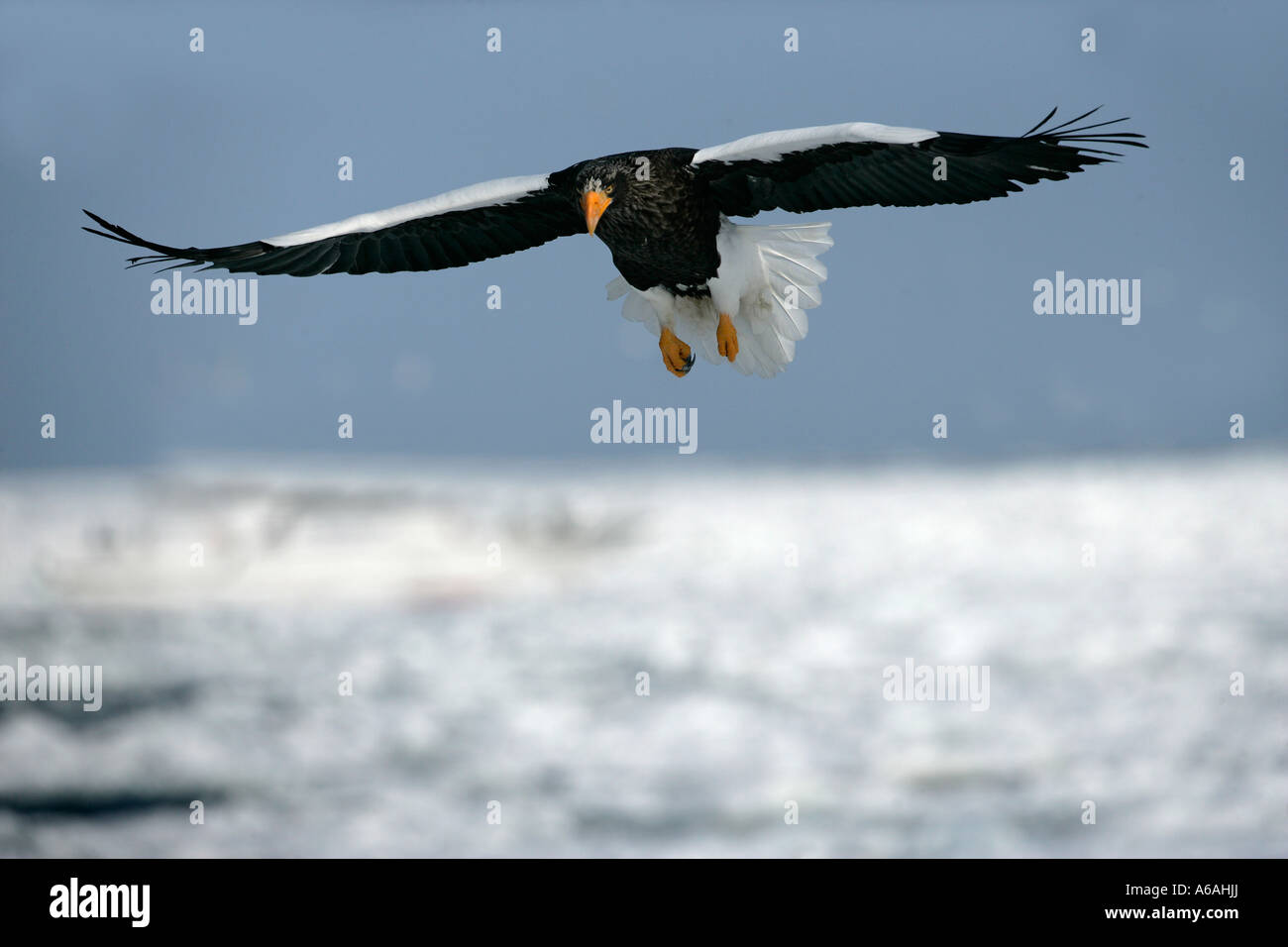 Steller's sea eagle Haliaeetus pelagicus Japan Stock Photo