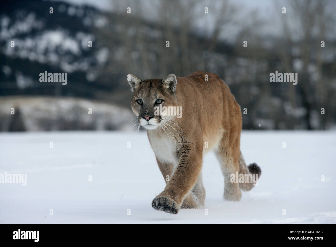 Puma or Mountain lion Puma concolor Stock Photo