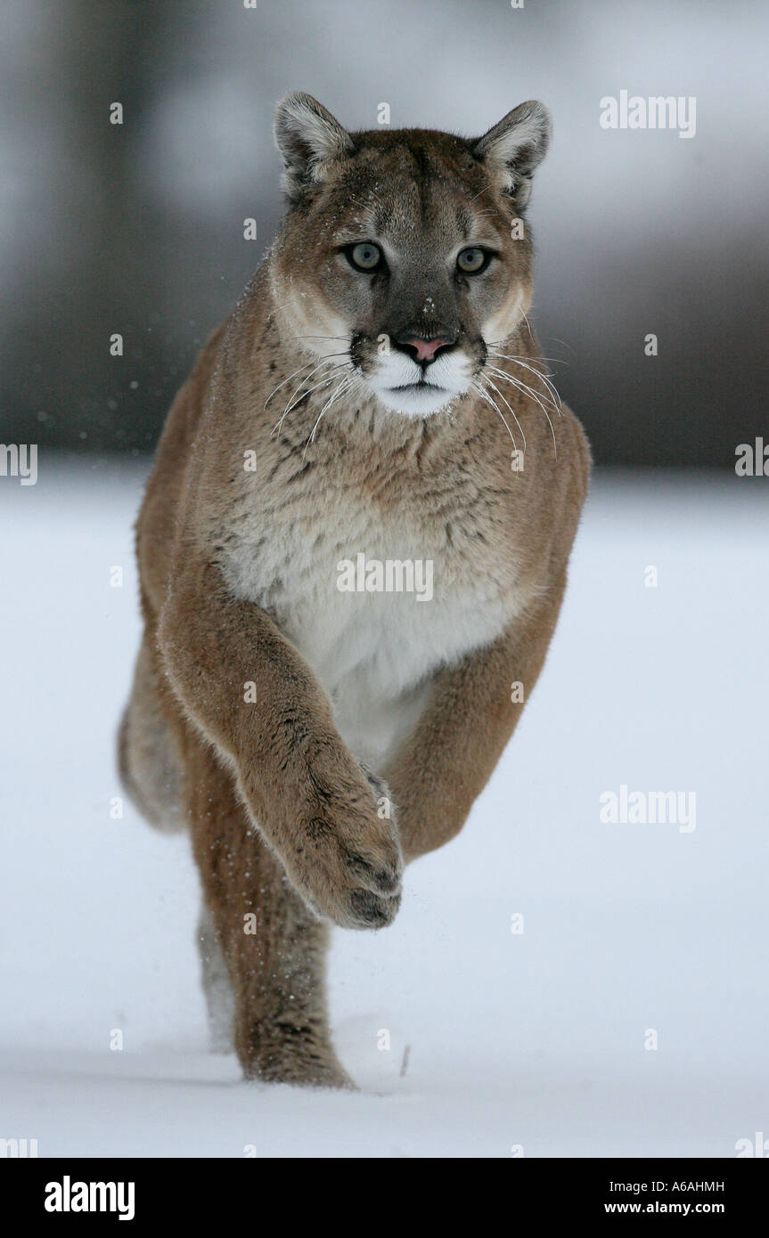 Puma or Mountain lion Puma concolor Stock Photo