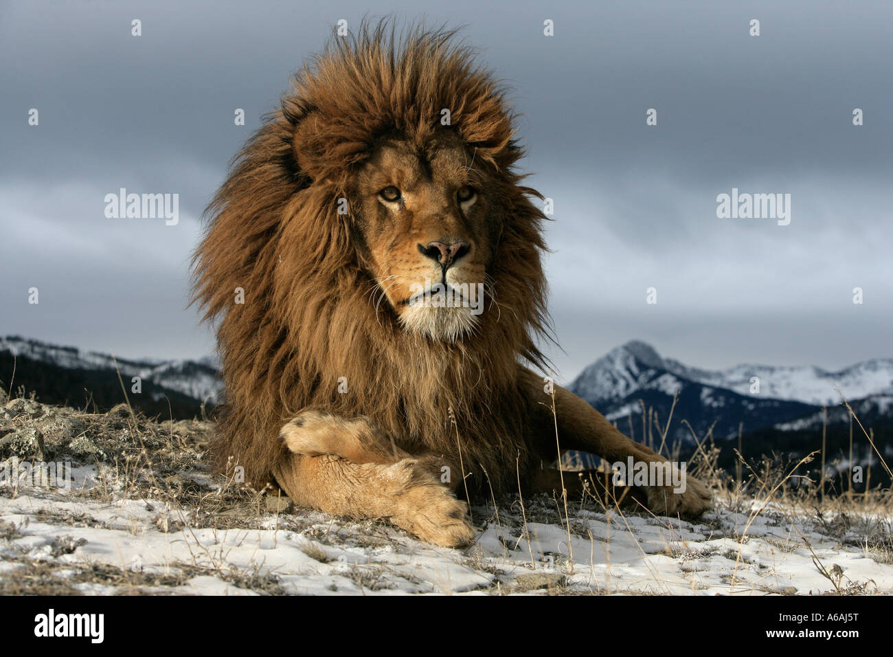 Barbary lion Panthera leo leo male Stock Photo