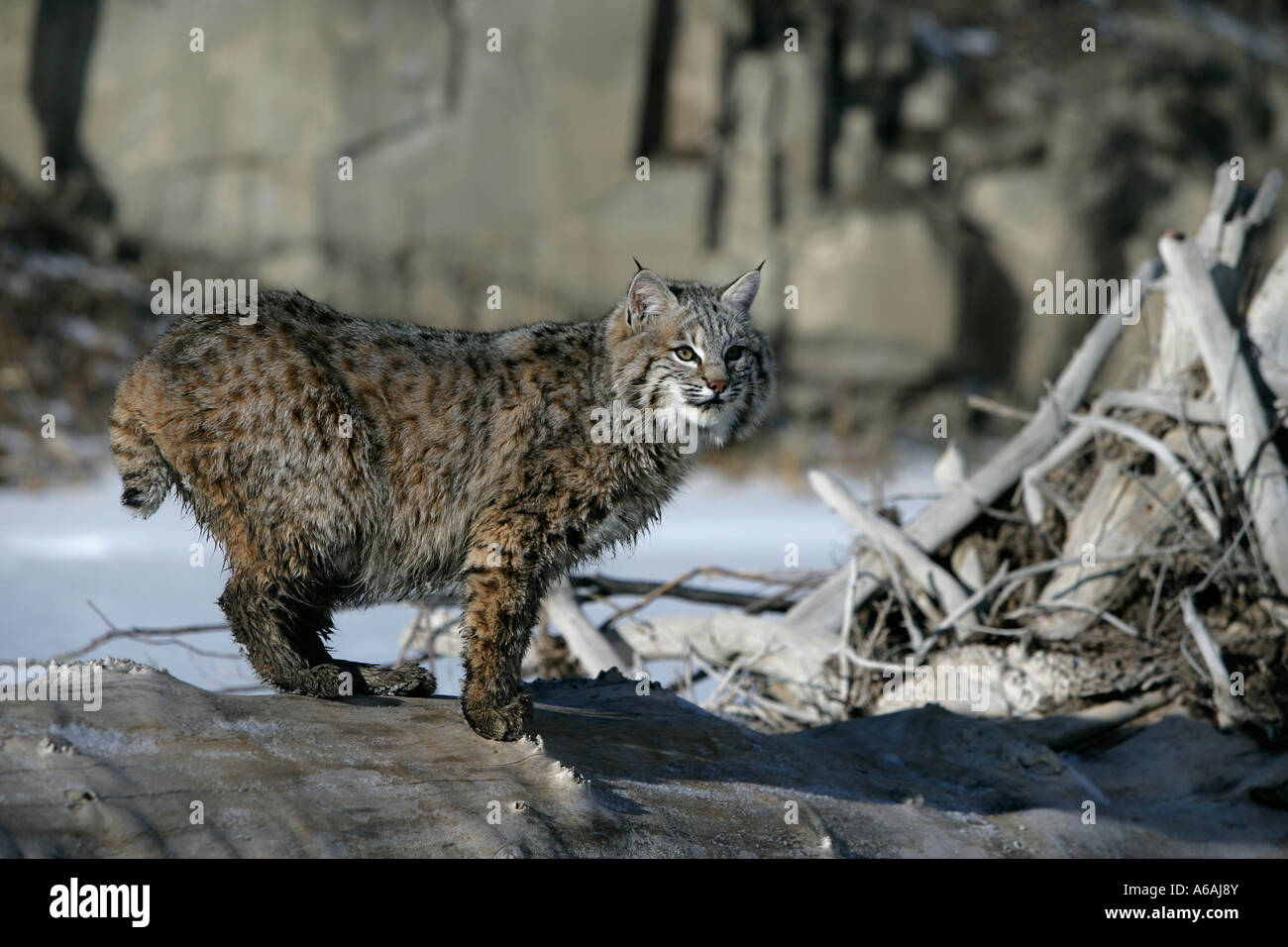 Bobcat blue Lynx rufus Stock Photo