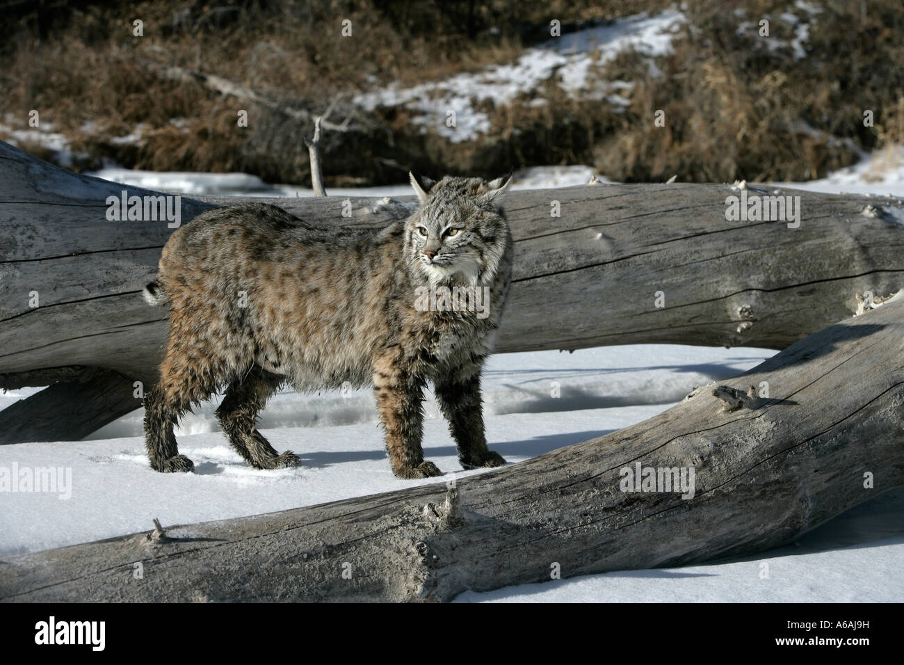 Bobcat blue Lynx rufus Stock Photo