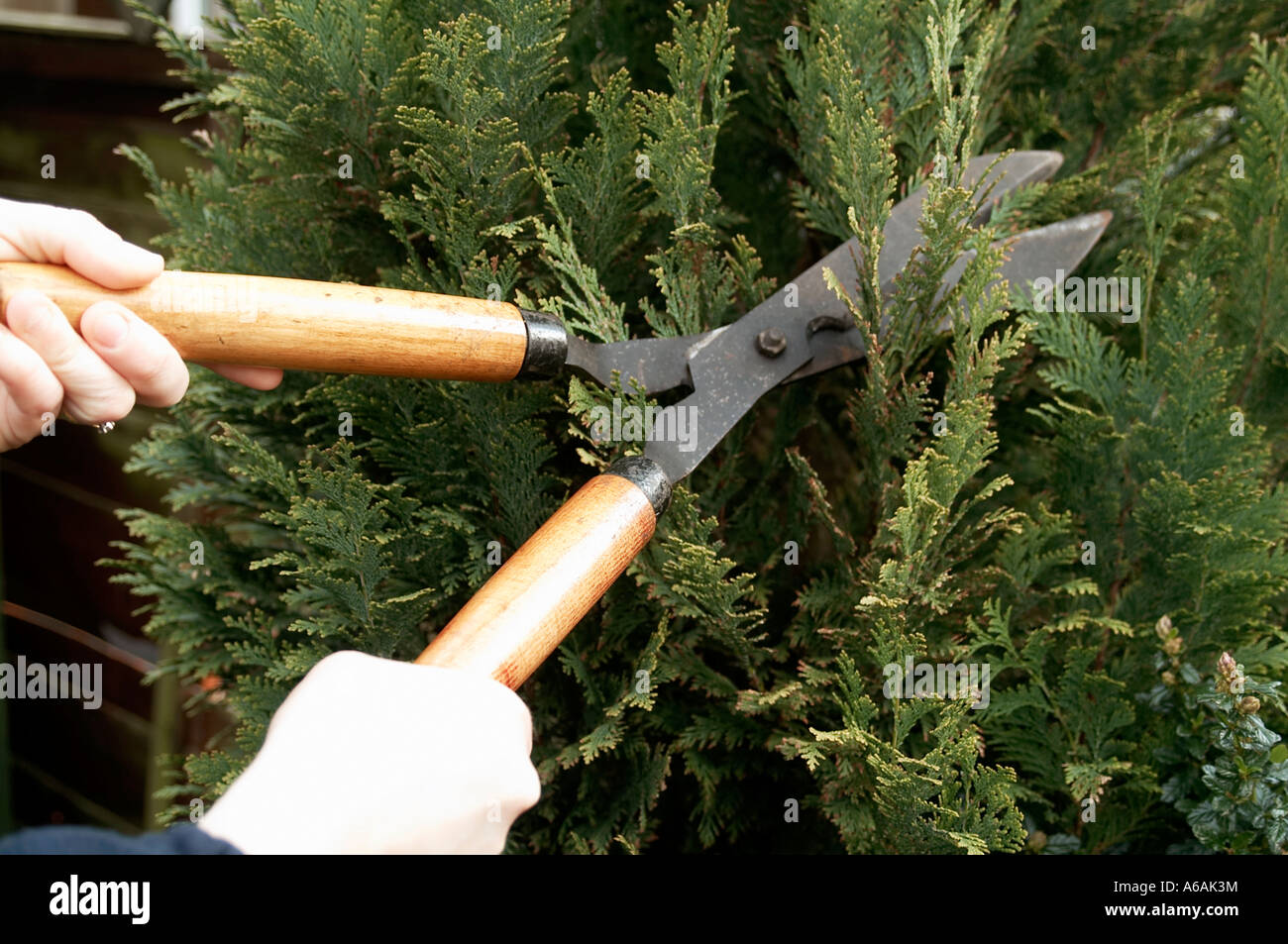 hedge, cutters, trimmer, shears, tree, prune, pruning, shear, cut, trim