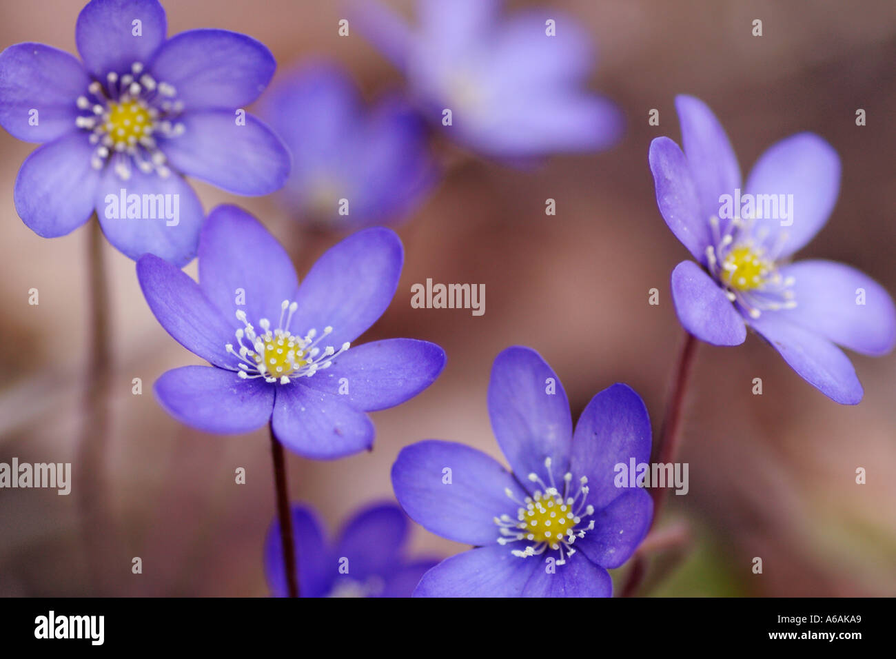 Blue anemone Stock Photo