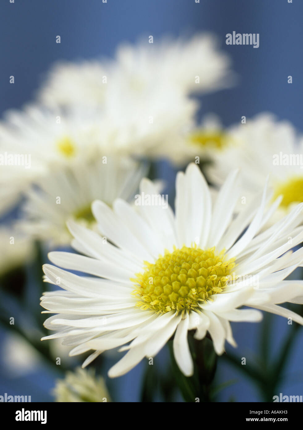 White Michaelmas Daisies 'Aster novi belgii'  focused on foreground flower in close up against a blue background Stock Photo