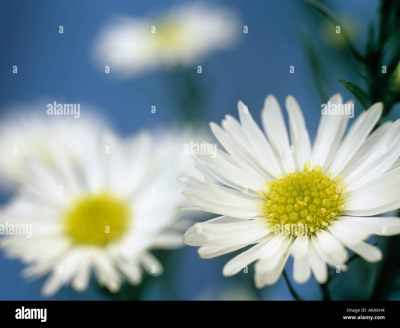 White Michaelmas Daisies 'Aster novi belgii' focused on foreground flower in close up against a blue background Stock Photo