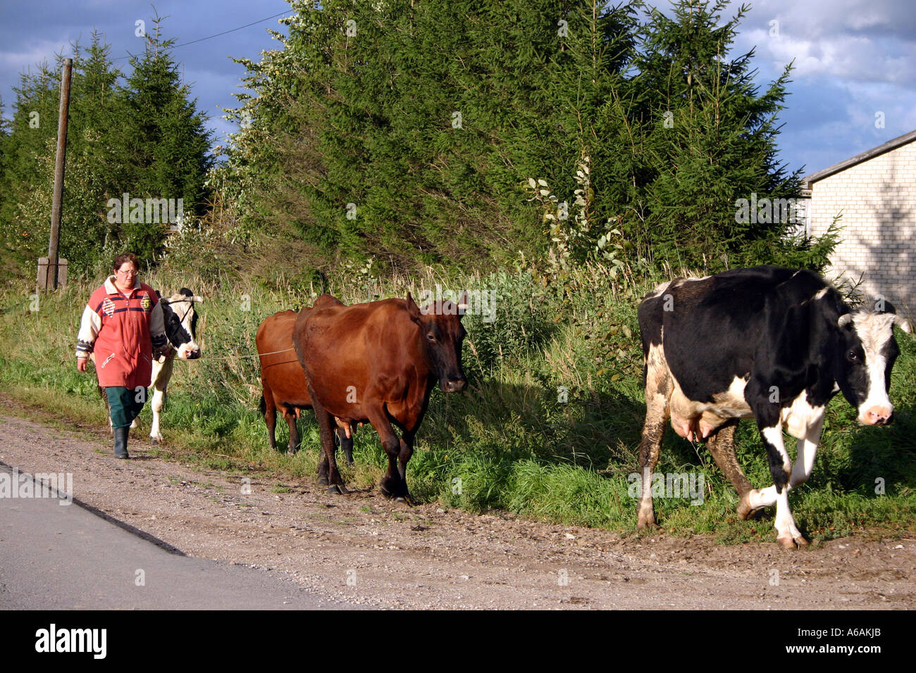 Latvian Cows Walking along a country road Stock Photo