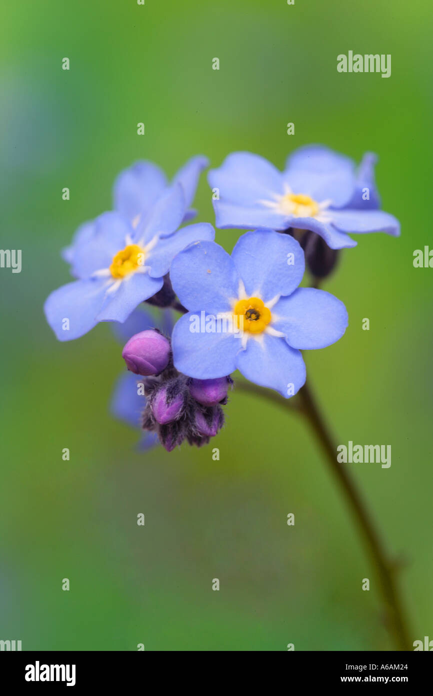 Forget me not in close up Myosotis sylvatica Stock Photo