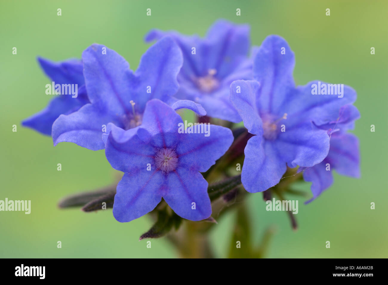 Lithospermum diffusum Heavenly Blue in close up Stock Photo