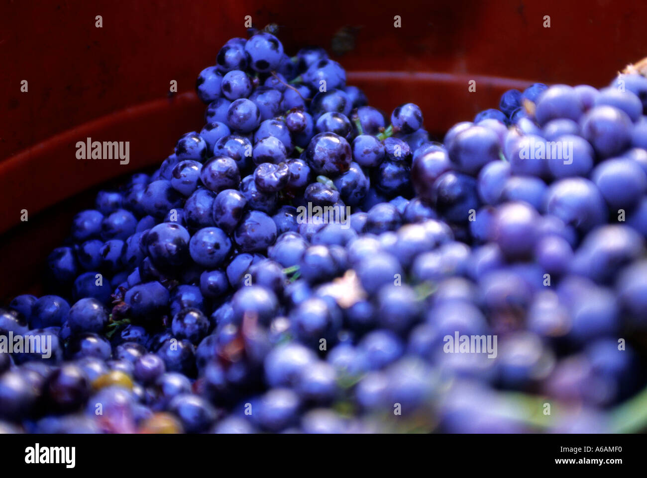 Ripe grapes awaiting wine harvest in Vrboska Croatia Stock Photo Alamy
