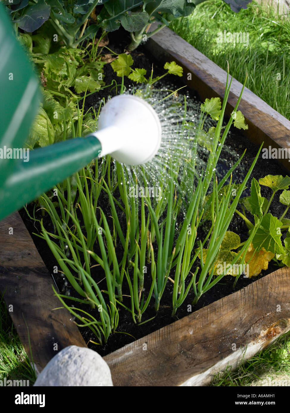 water coming out of a sprinkler head on a garden watering can onto a