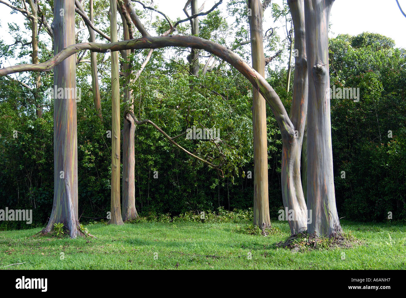 Eucalyptus tree along the Hana Highway, Maui Stock Photo Alamy