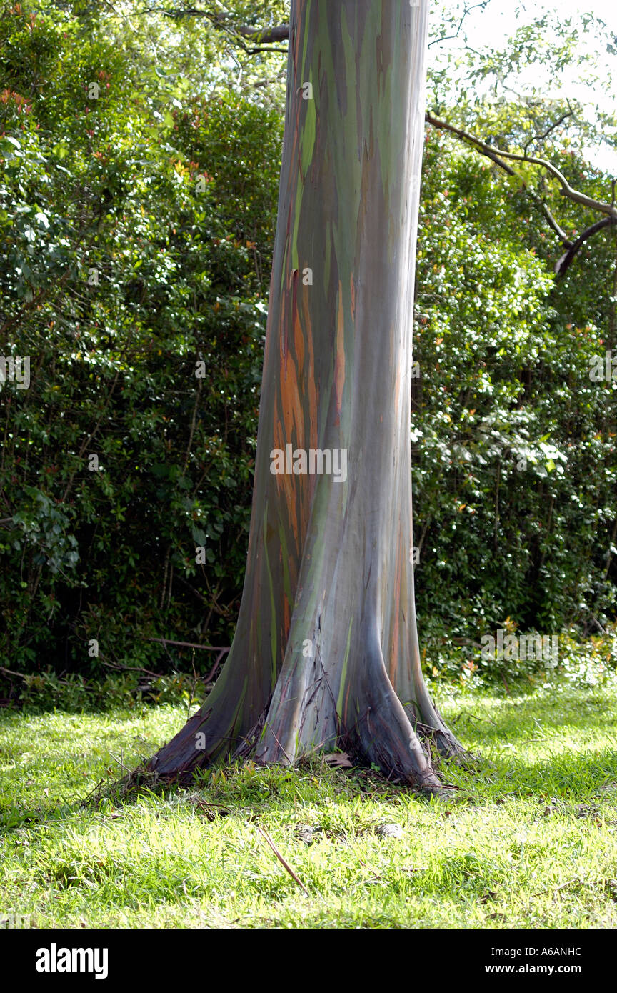 Eucalyptus tree along the Hana Highway, Maui Stock Photo Alamy