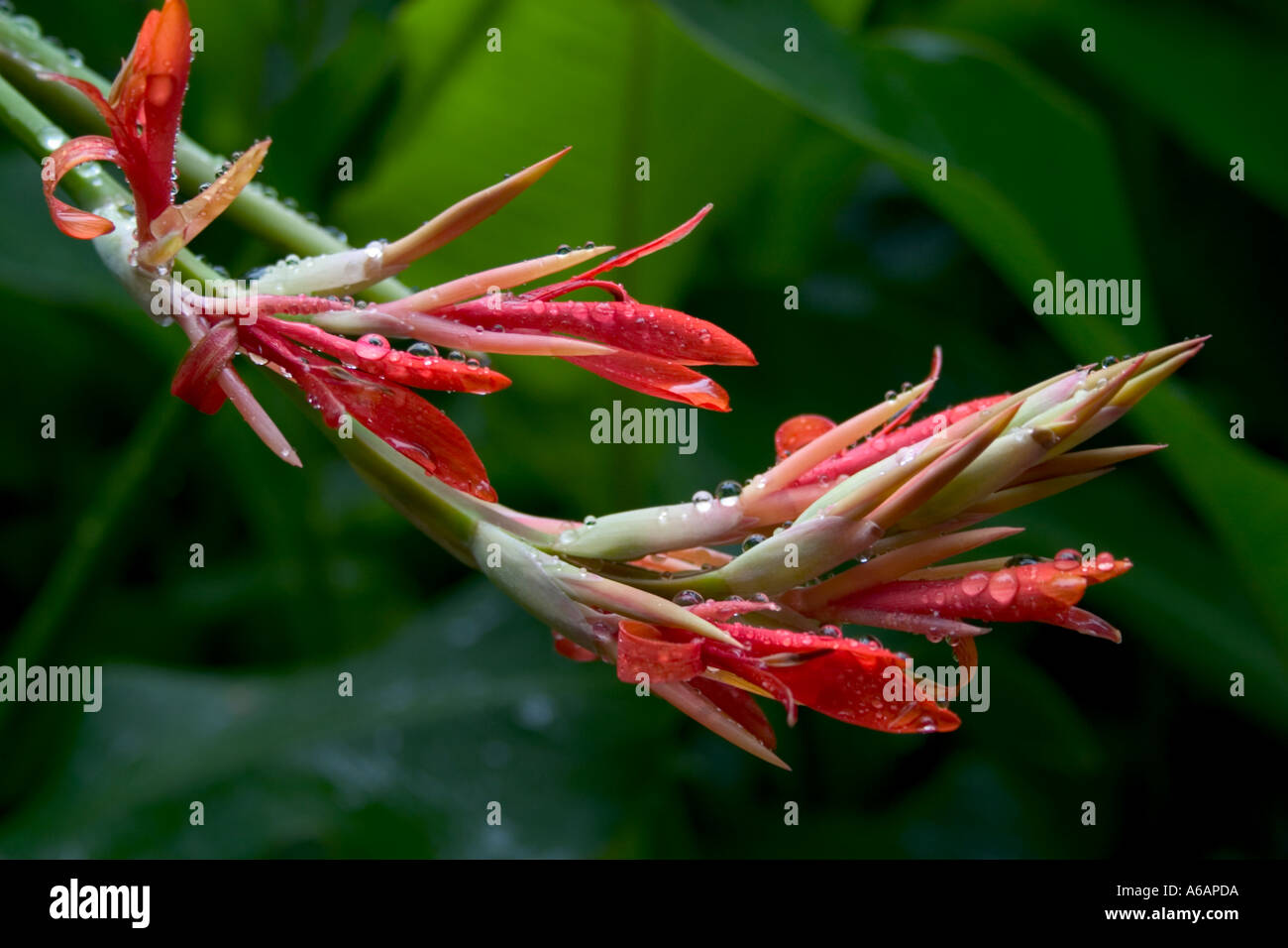Red flower of the edible Canna, Canna edulis or Achira. Also known as arrowroot. Stock Photo