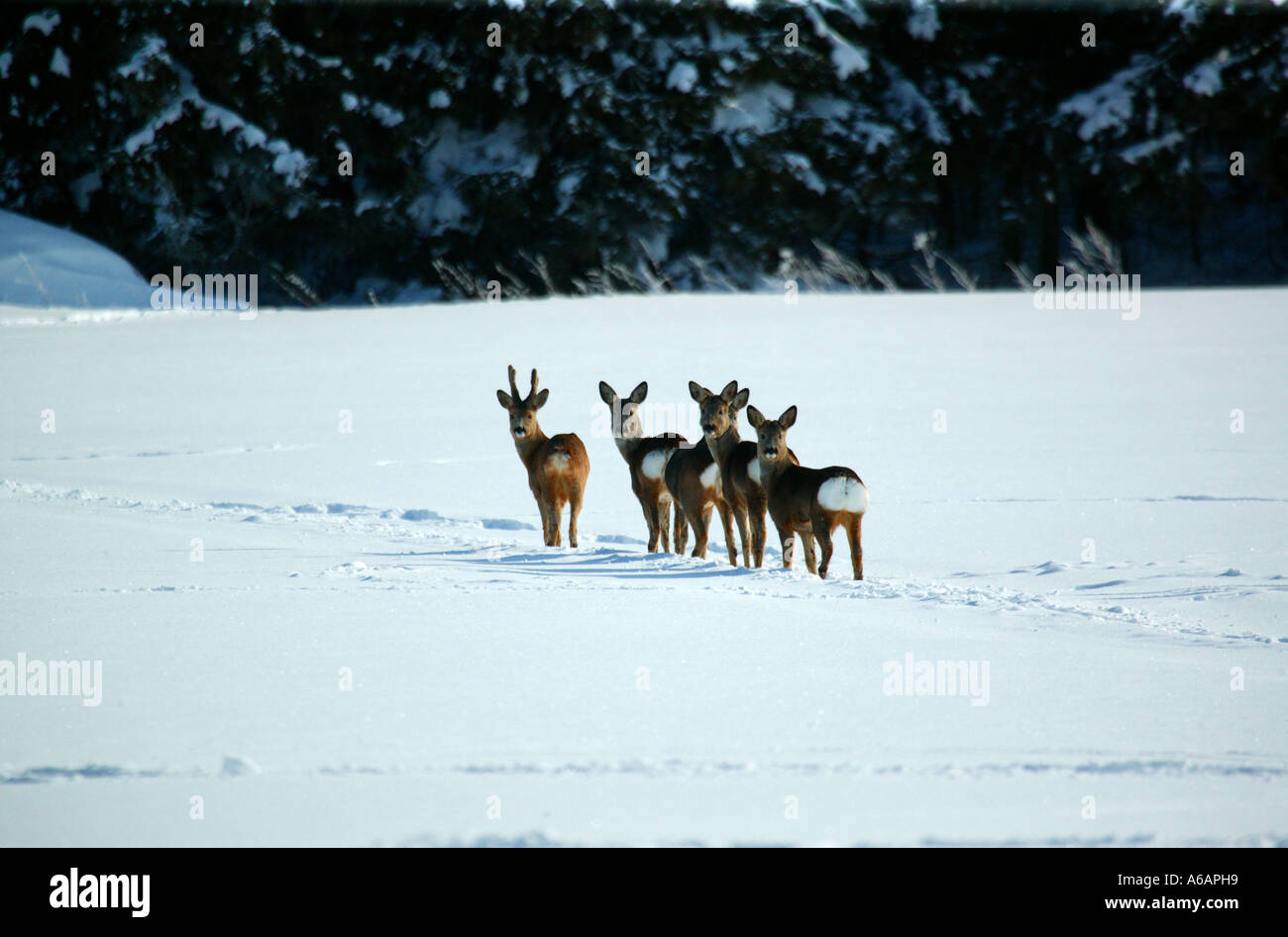 Five Roe deers, Caproleus caproleus, in beautiful winter landscape near the lake Vansjø in Rygge kommune, Østfold fylke, Norway. Stock Photo