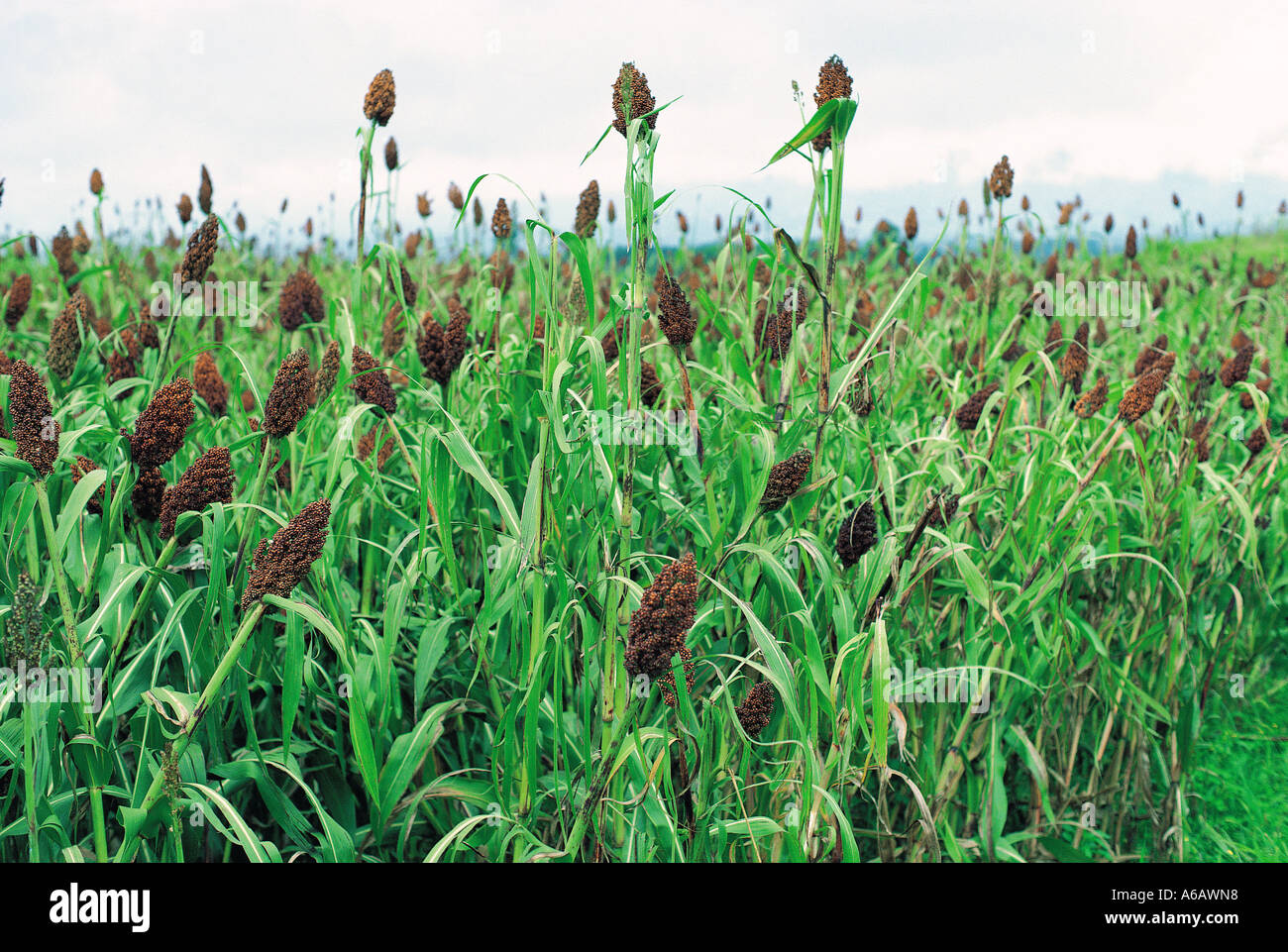 Millet africa hires stock photography and images Alamy