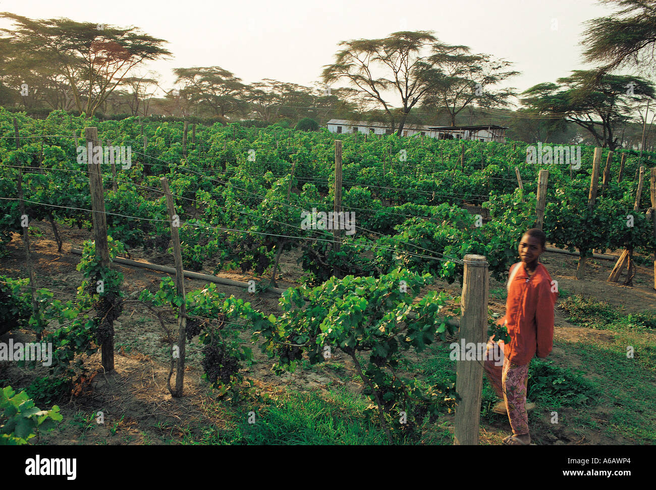 Black grape vines with black African youth Lake Naivasha vineyards