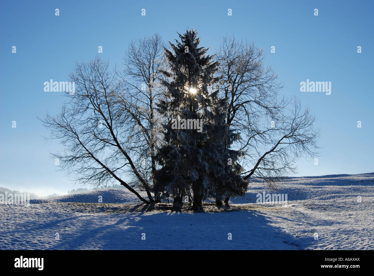 Tree group hi-res stock photography and images - Alamy
