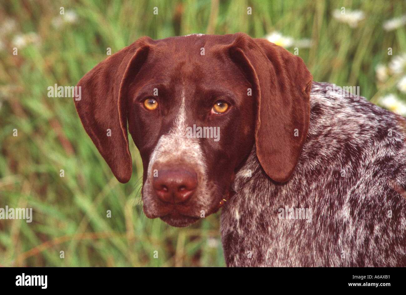 Dog German Shorthair Pointer In Meadow Pr 171 Stock Photo 3760816