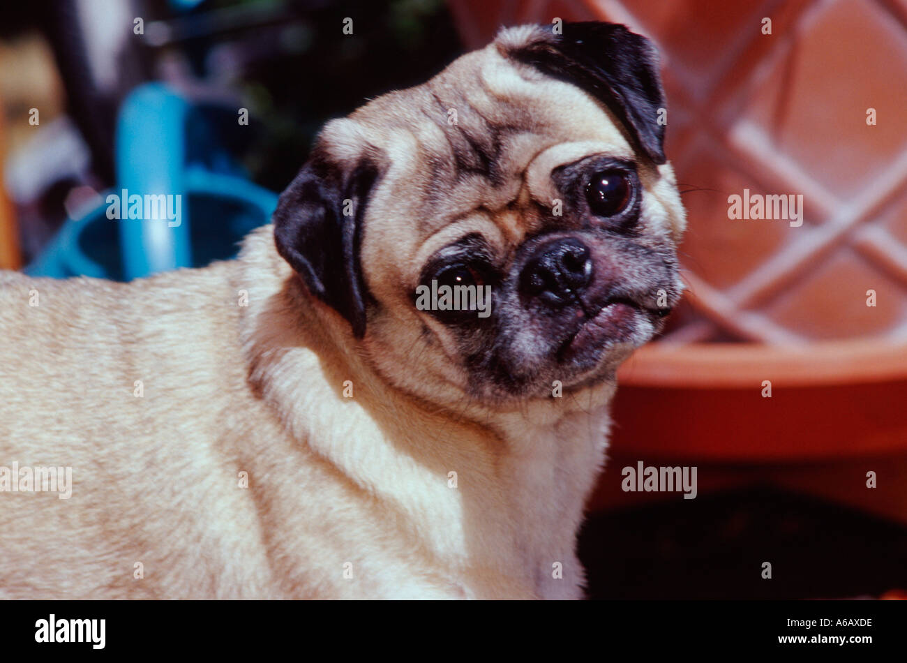 Beasts of pr hi-res stock photography and images - Alamy