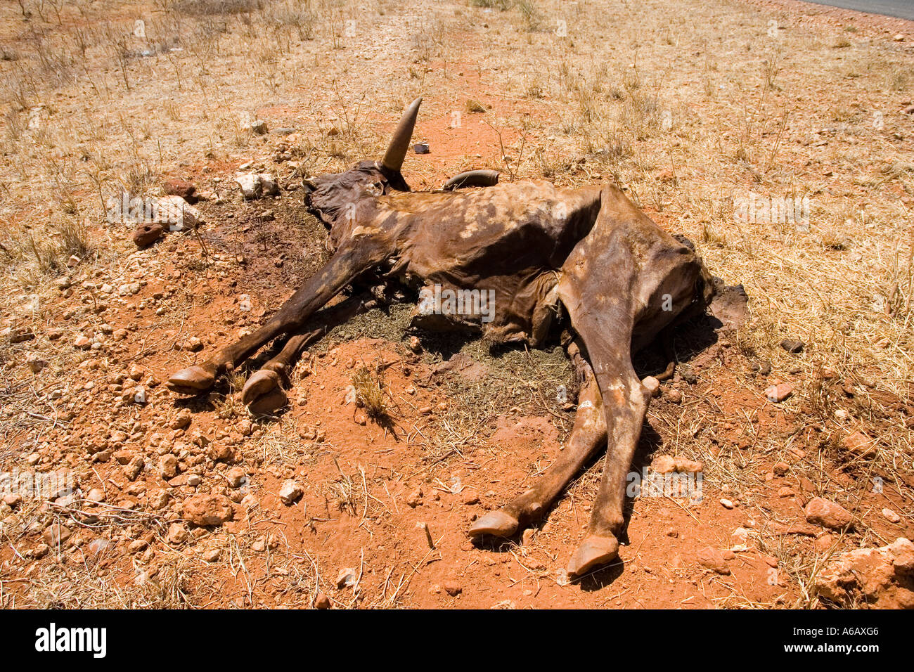 Carcass of dead cow in drought region near Voi Kenya Stock Photo