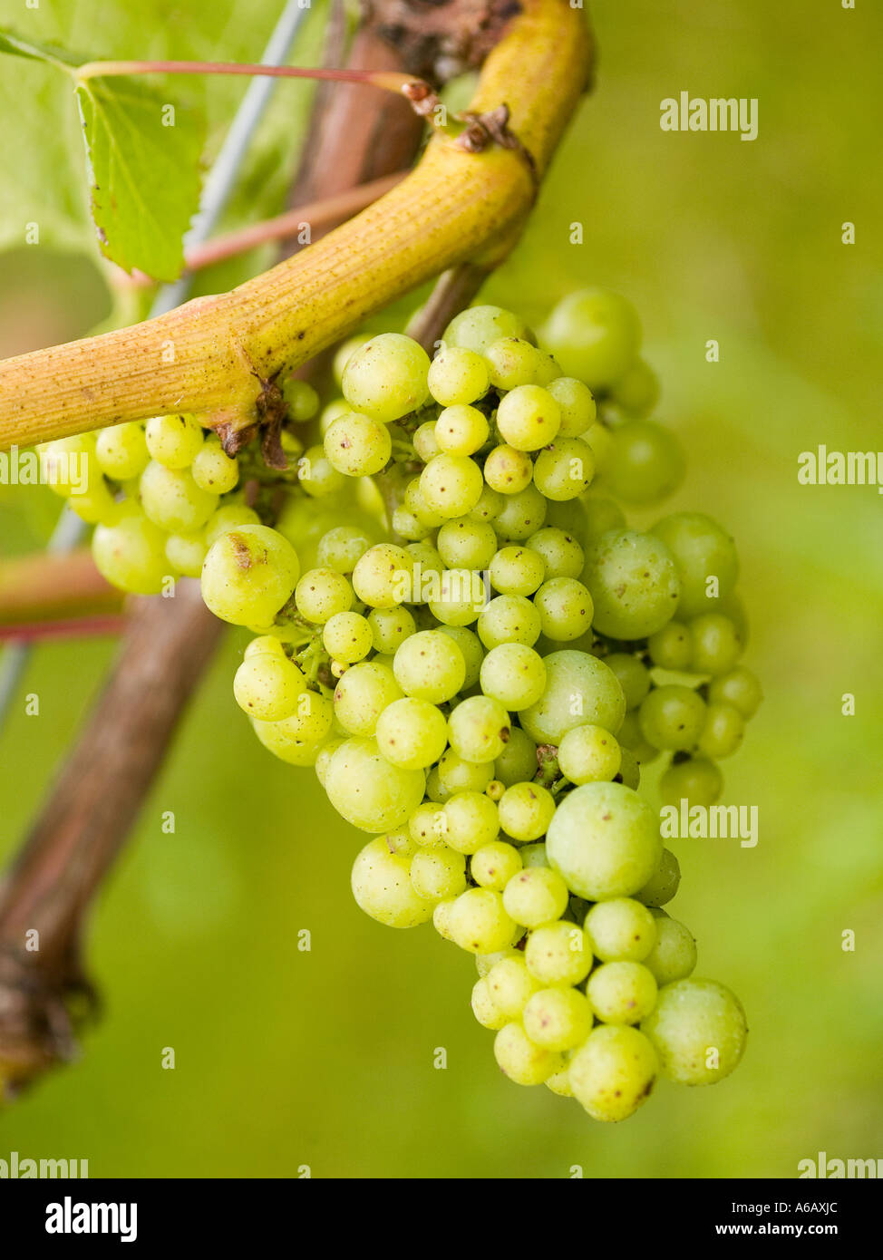 Bunch of Vitis Vinifera white wine chardonnay grapes ripening on a grapevine Stock Photo