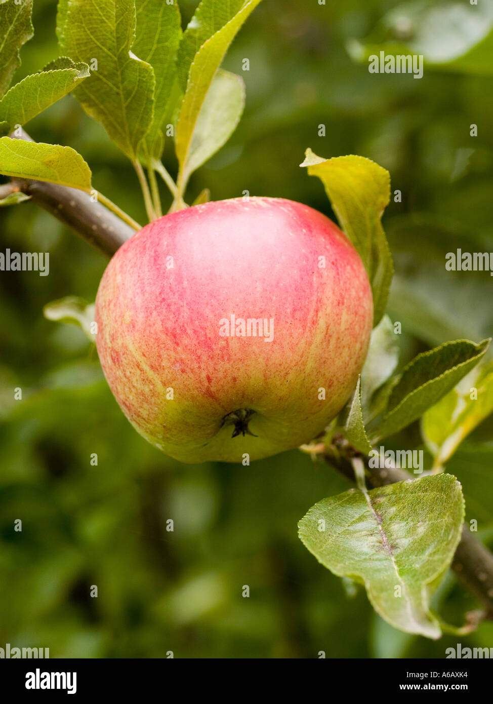 A Gala apple growing on a fruiting Malus tree bearing ripe Summer fruit