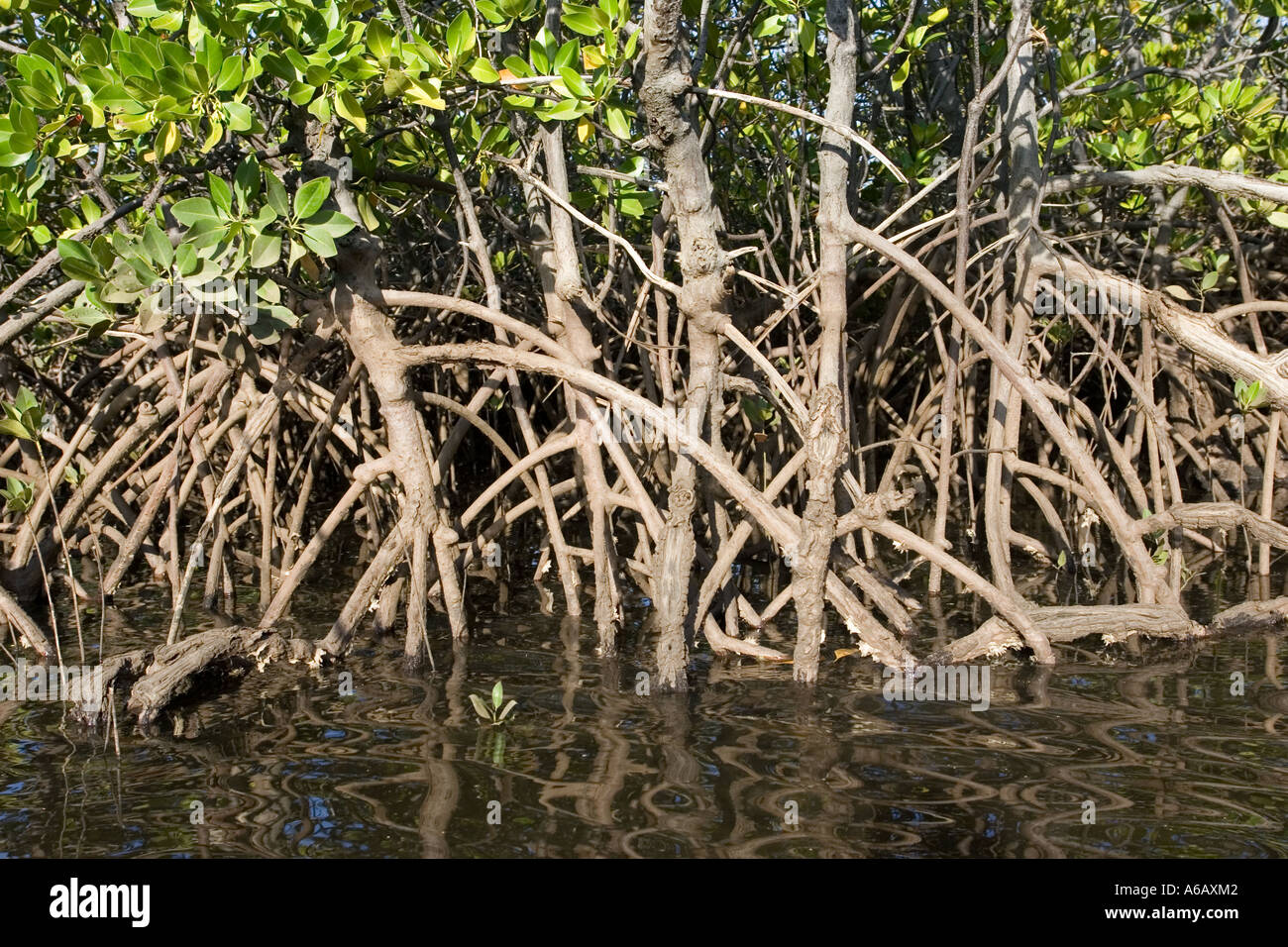 Prop roots of Red mangroves along coastline of Manda Island near Lamu Kenya Stock Photo