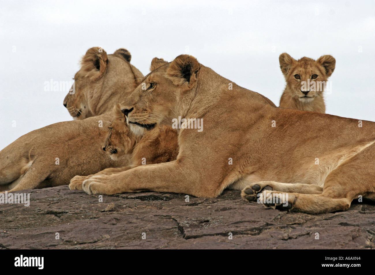 a pride of lions lying on a rock panthera leo Stock Photo - Alamy
