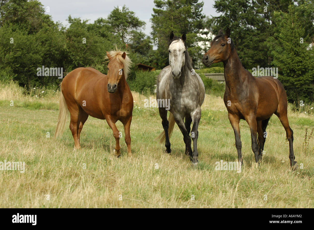 three horses standing on meadow Stock Photo Alamy