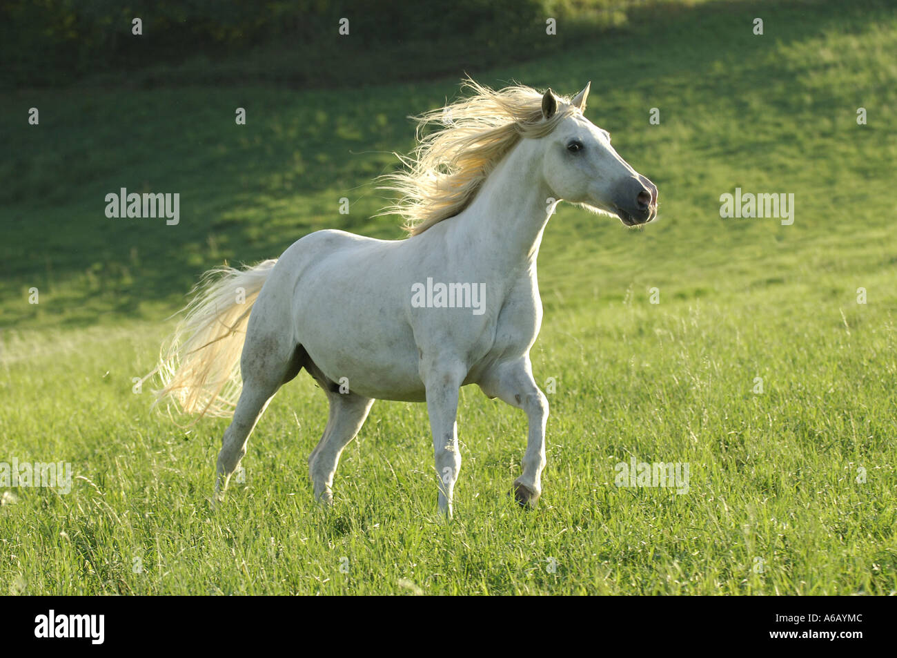 Berber horse running on meadow Stock Photo - Alamy