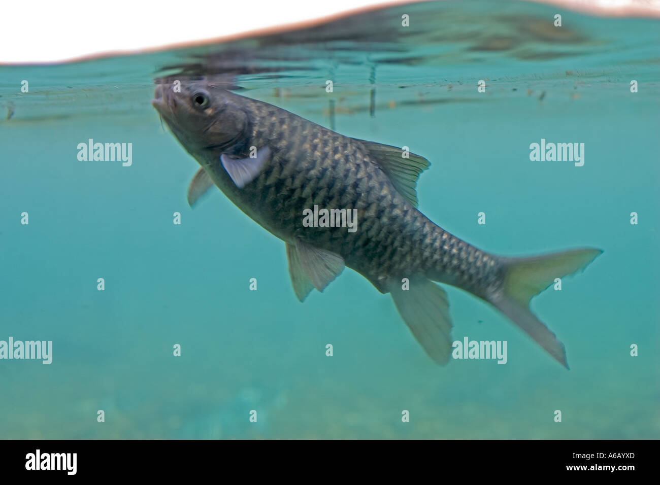 Barbel africa hires stock photography and images Alamy