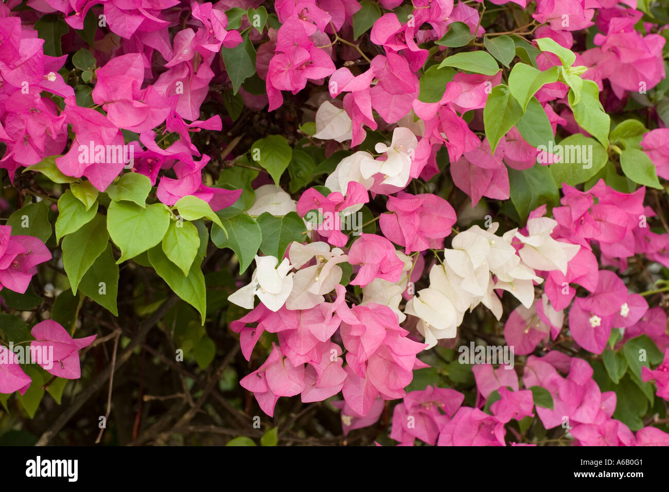 Purple and white flowers of the South American woody shrub Bougainvillaea now a common garden plant in Kenya Stock Photo