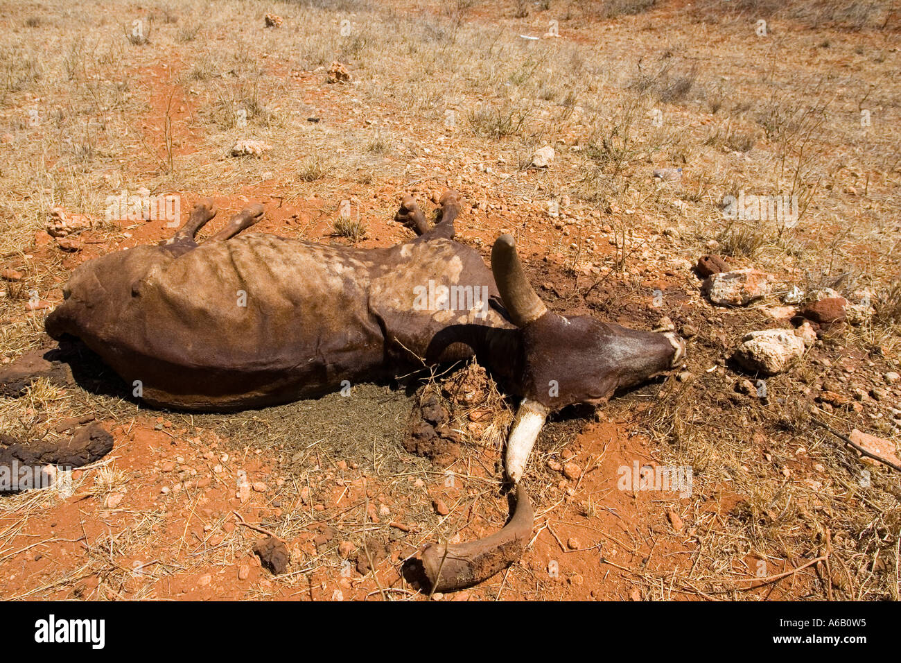 Carcass of dead cow in drought region near Voi Kenya Stock Photo