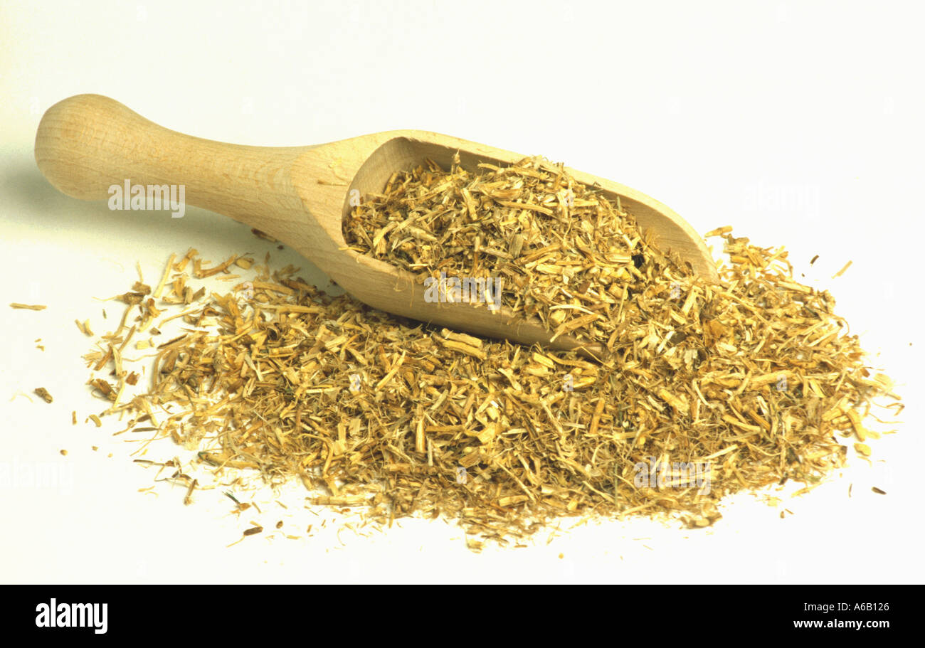 queckenwurzel medicinal plant root of the couch grass elymus repens Stock Photo