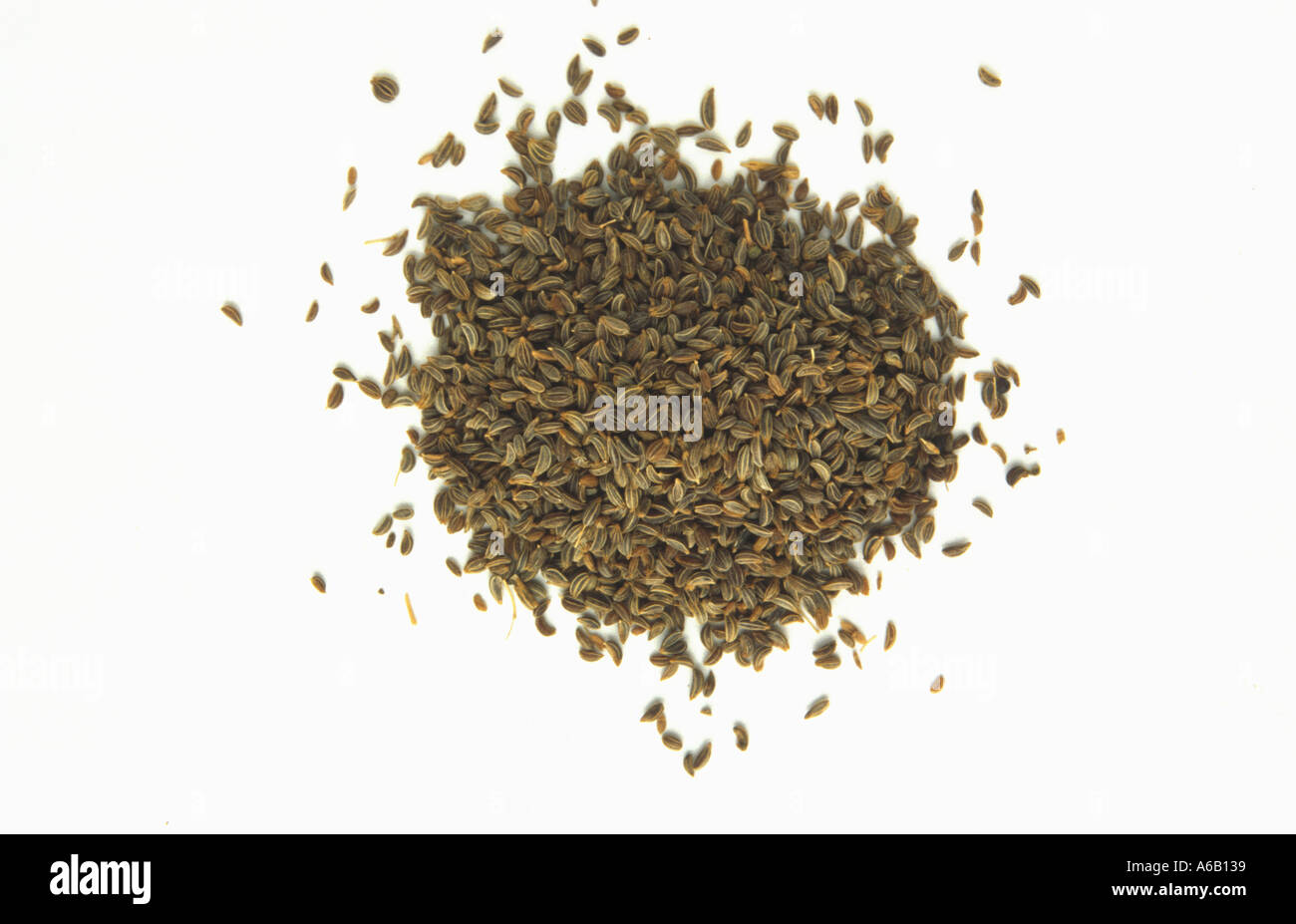parsley seed petersilie samen medicinalal plant Stock Photo Alamy